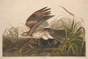 Kış Şahini by Robert Havell after John James Audubon