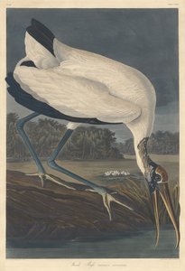 Ahşap Ibis by Robert Havell after John James Audubon