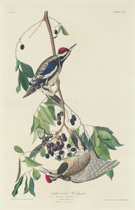 Sarı karınlı ağaçkakan by Robert Havell after John James Audubon