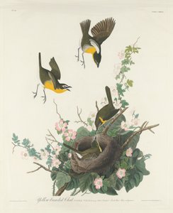 sarı göğüslü sohbet by Robert Havell after John James Audubon