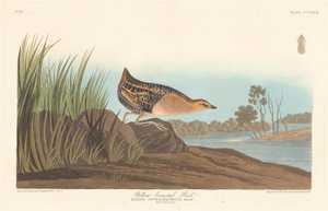 Sarı Göğüslü Ray by Robert Havell after John James Audubon