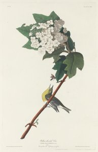 Sarı boğazlı Vireo by Robert Havell after John James Audubon