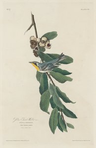 Sarı boğazlı ötleğen by Robert Havell after John James Audubon