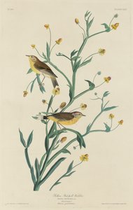 Sarı Kırmızı-Anket Ötleğen by Robert Havell after John James Audubon