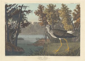 sarı sap by Robert Havell after John James Audubon