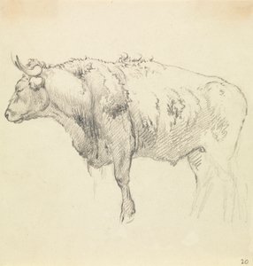 Bir boğa by Robert Hills