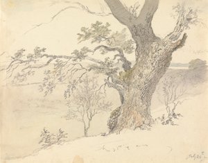 Englefield Park'ta Bir Meşe by Robert Hills