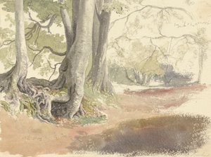 Kayın ağaçları by Robert Hills