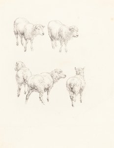 Beş Koyun by Robert Hills