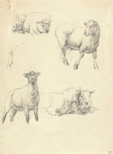 Koyun by Robert Hills