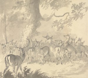 Bir Geyiğin İncelenmesi: Bir Ağacın Altında Bir Grup Geyik ve Geyik İle Ön Planda Geyik Geyik by Robert Hills