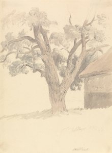 Ceviz ağacı by Robert Hills