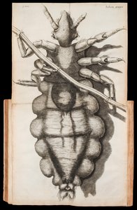 Robert Hooke tarafından 1665