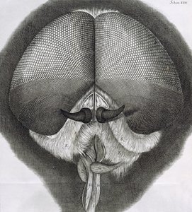 Gri drone-fly, Hookes Micrographia