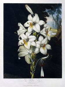 Beyaz Zambak by Robert John (after) Thornton