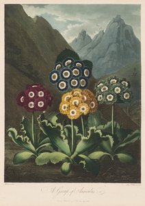 Flora Tapınağı veya Doğa Bahçesi: Bir Grup Auriculas
