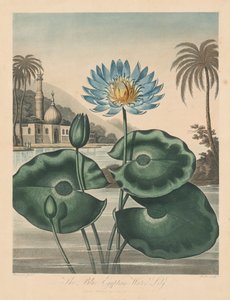 Flora Tapınağı veya Doğa Bahçesi: Mavi Mısır Nilüferi, 1804.