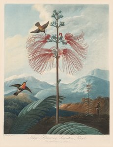 Flora Tapınağı veya Doğa Bahçesi: Büyük Çiçekli Duyarlı Bitki, 1799-1807.
