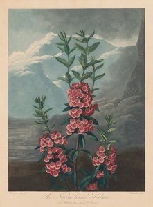 Flora Tapınağı veya Doğa Bahçesi: Dar Yapraklı Kalmia, Dağ Laurel, 1804.