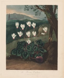 Flora Tapınağı veya Doğa Bahçesi: Pers Siklamen, 1799-1807.
