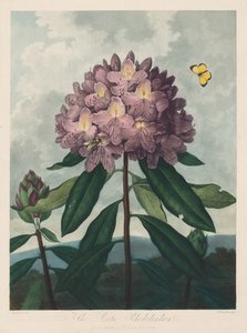 Flora Tapınağı veya Doğa Bahçesi: Pontic Rhododendron, 1799-1807.