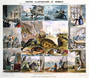 Kabuklular ve Sürüngenler, c1850