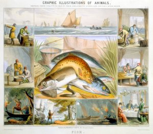 balık, c1850