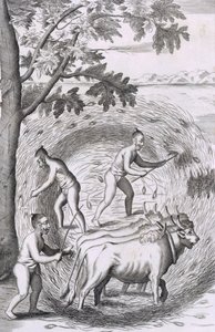 Pirinçlerini çiğneme şekli, bar. 1681. by Robert Knox