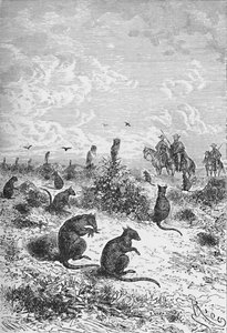Vizcachas, c 1885, 1890