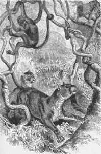 Puma, c1885, 1890