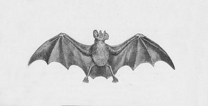 Vampir Yarasa, c1885, 1890
