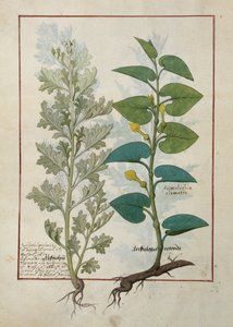 Mattheaus Platearius