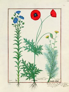 Linum, Bahçe haşhaşları ve Abrotanum, Mattheaus Platearius