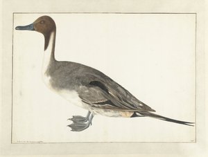 Ejder Kılkuyruk by Rochus van Veen
