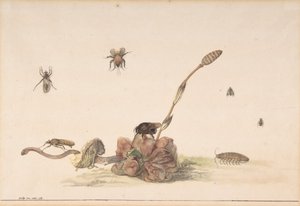 Bir Mantar Tarafından Çeşitli Böcekler, 1681. by Rochus van Veen