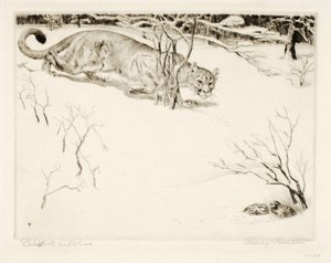 Bob-white ve Puma by Rodney Thomson