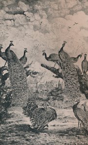 Tavus Kuşları, 1869, 1946 by Rodolphe Bresdin
