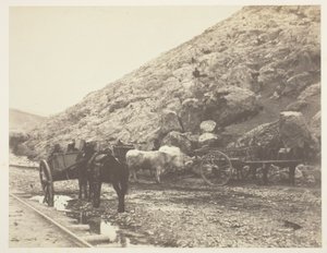 Sığır ve Arabalar, Balaklava
