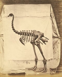 Dinornis Fil Dinozor by Roger Fenton
