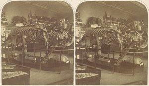Megatherium, British Museum, 1850