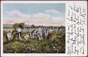 Rumen köylülerin hasat ettiğini gösteren kartpostal, 1906