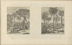 Landschappen mangobomen, kokos- en palmbomen koyar Java adasının meyveleri vb. / Hindistan Ağaçları (nesnedeki başlık) Doğu ve Batı Hint Adaları ve Diğer Yerler (dizi başlığı) by Romeyn de Hooghe
