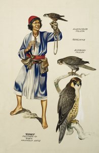 Yusef, Falconer
