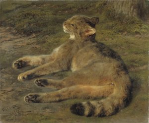 Vahşi Kedi, 1850
