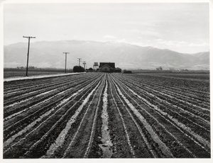 Genç Marul, Salinas, California by Russell Lee