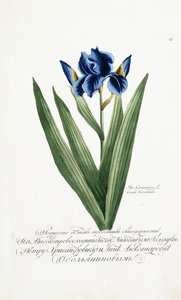 İris Germanica, 1797-1803 by Russian School