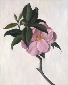 Kamelya, 1998