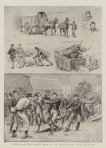 Islington, Tarım Salonundaki Sığır Gösterisinden Sahneler by S.T. Dadd