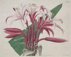Sergilenen Botanik Dergisi veya Çiçek Bahçesi: Görkemli Crinum by S. Curtis