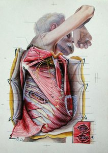 Bir anatomi kitabından göğüs kafesinin sağ yan yüzünün diseksiyonu (renkli gravür) by S. Dupret